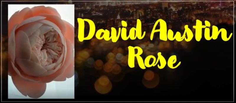 David Austin Rose