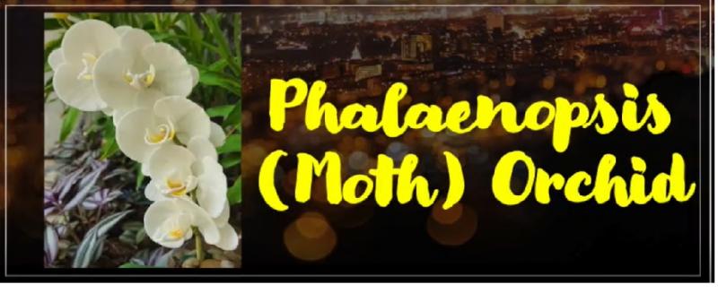 Phalanenopsis (moth) Orchid