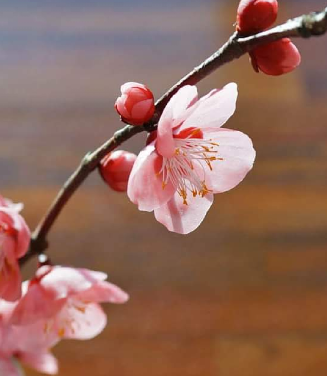 White Sakura / Cherry Blossom