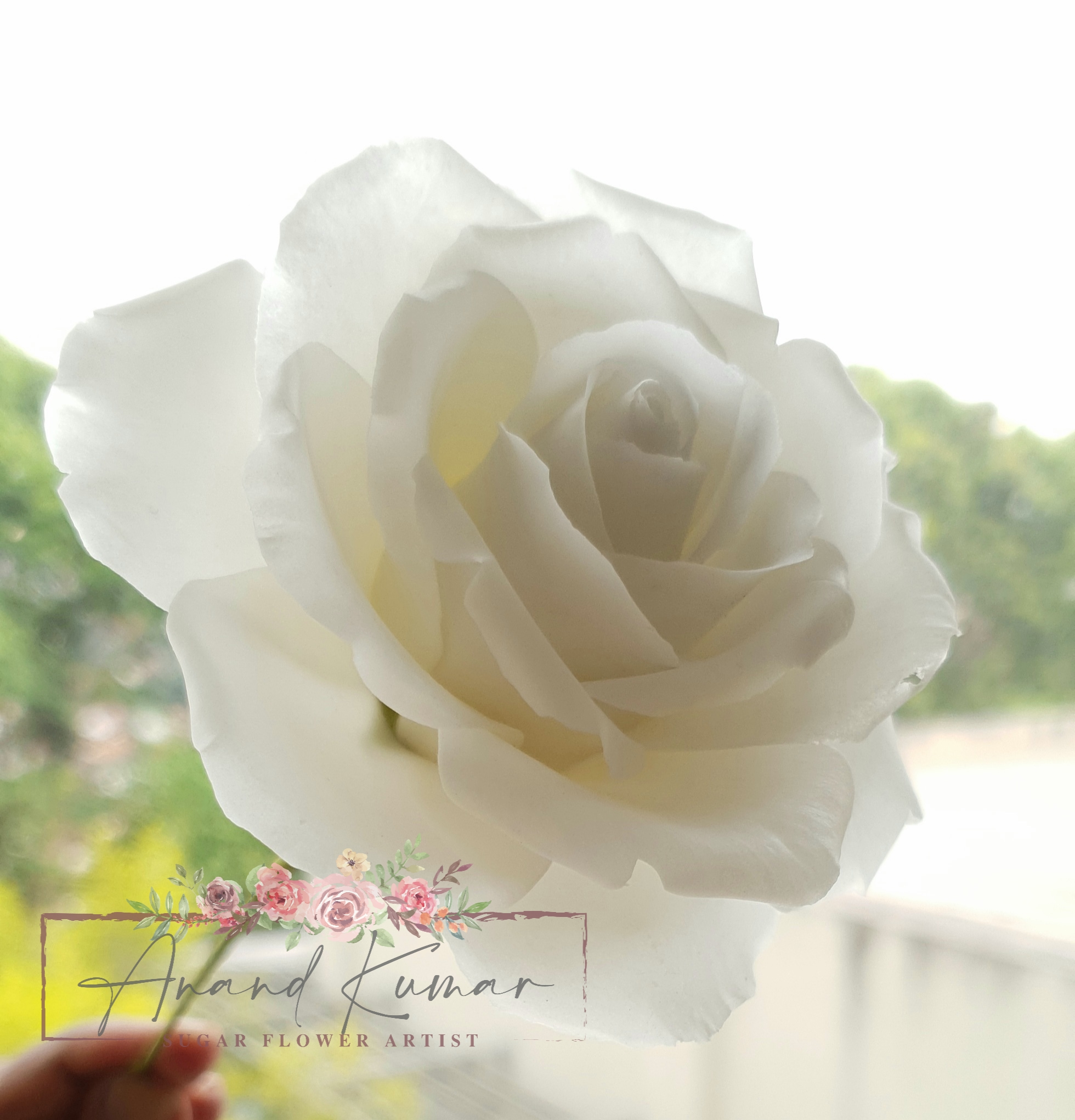 Rice Paste Rose