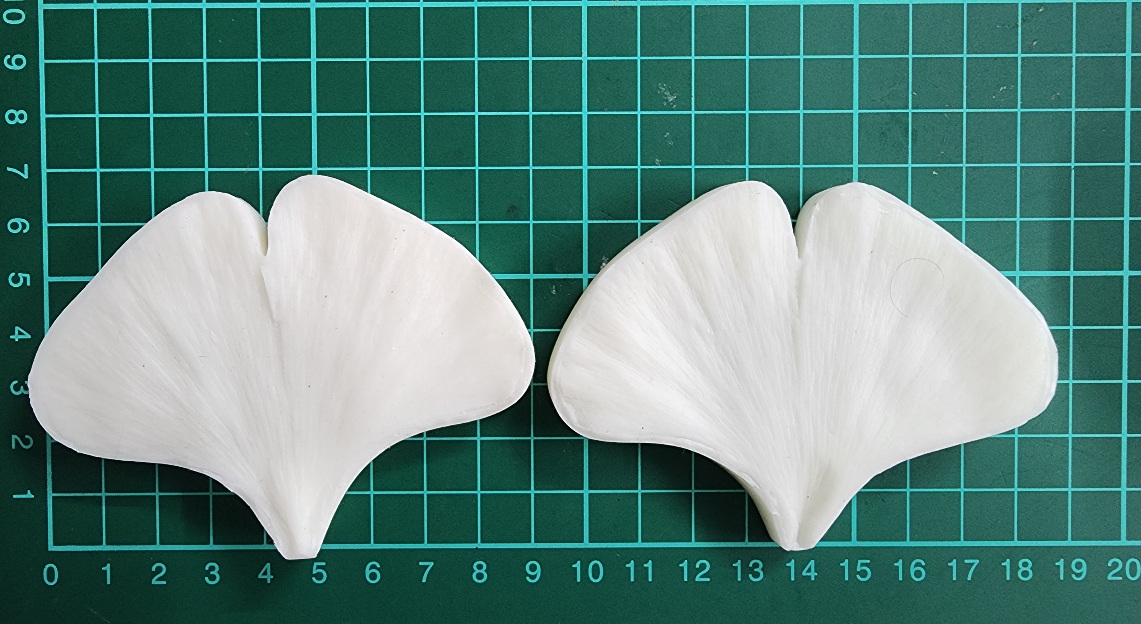 Ginko nut Leaf